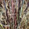 BLUE HEAVEN® LITTLE BLUESTEM -Greenscape Shop DETA2 1356