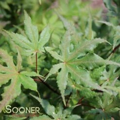 AMBER GHOST UPRIGHT JAPANESE MAPLE 7 AMBER GHOST UPRIGHT JAPANESE MAPLE -Greenscape Shop DETA2 1409