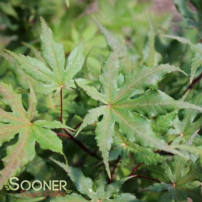 AMBER GHOST UPRIGHT JAPANESE MAPLE 5 AMBER GHOST UPRIGHT JAPANESE MAPLE - Image 3