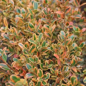 GOLDEN DREAM BOXWOOD 3 GOLDEN DREAM BOXWOOD
