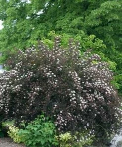 SUMMER WINE® NINEBARK -Greenscape Shop DETA2 149