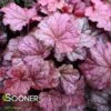 BERRY SMOOTHIE CORAL BELLS -Greenscape Shop DETA2 1503