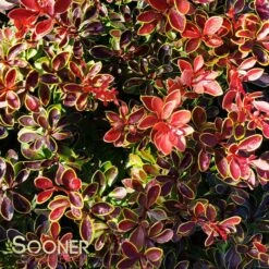 ADMIRATION BARBERRY 7 ADMIRATION BARBERRY -Greenscape Shop DETA2 1522