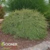 NORTHERN BORDERS™ COTONEASTER -Greenscape Shop DETA2 1529