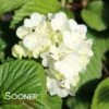 POPCORN VIBURNUM -Greenscape Shop DETA2 1552