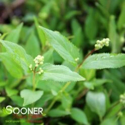 NIKKO SLENDER DEUTZIA -Greenscape Shop DETA2 1581