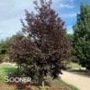 CANADA RED CHOKECHERRY -Greenscape Shop DETA2 16