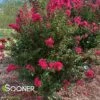 PINK VELOUR® CRAPEMYRTLE 2 PINK VELOUR® CRAPEMYRTLE -Greenscape Shop DETA2 162