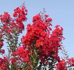 RED ROCKET® CRAPEMYRTLE -Greenscape Shop DETA2 164