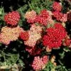 PAPRIKA YARROW 1 PAPRIKA YARROW -Greenscape Shop DETA2 1717