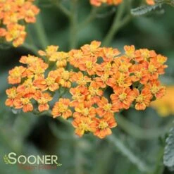 TERRA COTTA YARROW -Greenscape Shop DETA2 1721