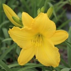 SCENTUAL SUNDANCE DAYLILY -Greenscape Shop DETA2 1778