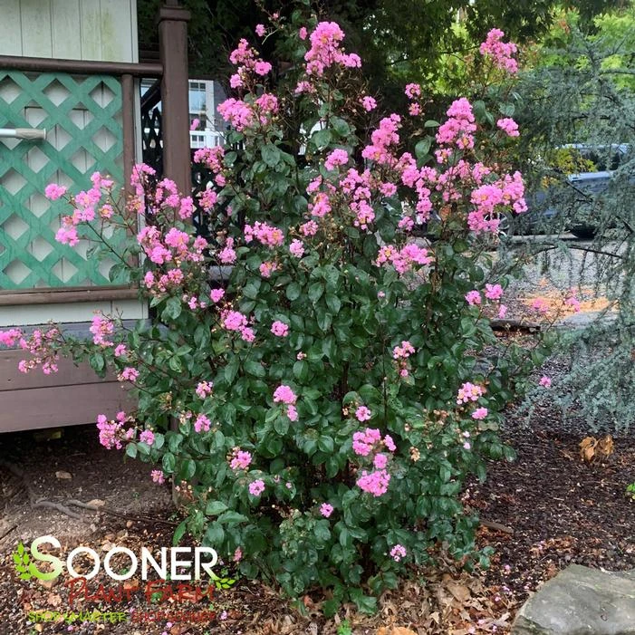 RHAPSODY IN PINK® CRAPEMYRTLE 3 RHAPSODY IN PINK® CRAPEMYRTLE