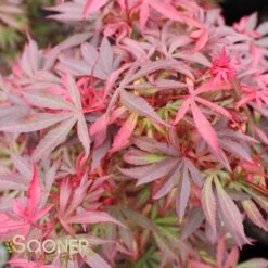 New Products 5 SHAINA DWARF UPRIGHT JAPANESE MAPLE