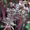 BLACKBIRD EUPHORBIA -Greenscape Shop DETA2 1892