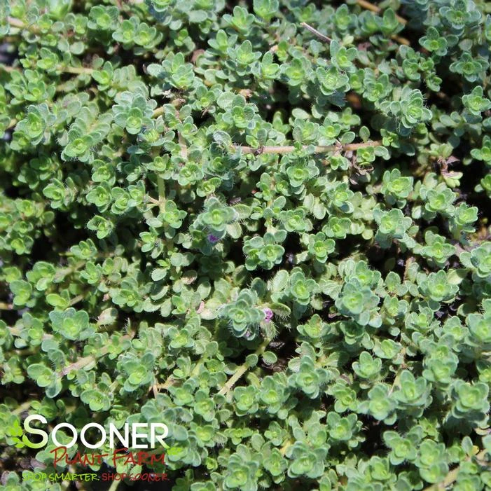 PINK CHINTZ CREEPING THYME 4 PINK CHINTZ CREEPING THYME - Image 2