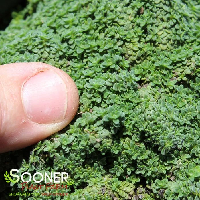 ELFIN CREEPING THYME 4 ELFIN CREEPING THYME - Image 2