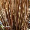 LEATHERLEAF SEDGE 1 LEATHERLEAF SEDGE -Greenscape Shop DETA2 1945