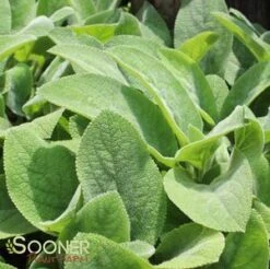 HELENE VON STEIN LAMB'S EAR -Greenscape Shop DETA2 2017