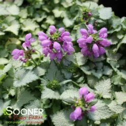 ORCHID FROST SPOTTED DEADNETTLE 8 ORCHID FROST SPOTTED DEADNETTLE -Greenscape Shop DETA2 2047