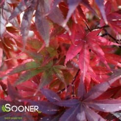 PIXIE UPRIGHT JAPANESE MAPLE -Greenscape Shop DETA2 2088