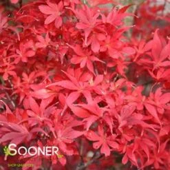 EMPEROR I UPRIGHT JAPANESE MAPLE -Greenscape Shop DETA2 209