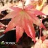 AUTUMN MOON UPRIGHT JAPANESE MAPLE -Greenscape Shop DETA2 2092