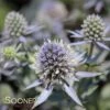 BLUE HOBBIT SEA HOLLY 2 BLUE HOBBIT SEA HOLLY -Greenscape Shop DETA2 2113