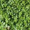 GREEN MONEYWORT -Greenscape Shop DETA2 212