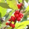 WINTER RED WINTERBERRY HOLLY -Greenscape Shop DETA2 2125