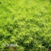 SCOTCH MOSS -Greenscape Shop DETA2 213