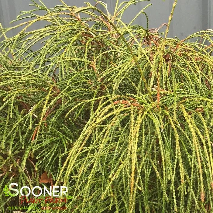 WHIPCORD ARBORVITAE 4 WHIPCORD ARBORVITAE - Image 2