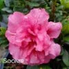 BLOOM-A-THON® PINK DOUBLE AZALEA 1 BLOOM-A-THON® PINK DOUBLE AZALEA -Greenscape Shop DETA2 2242