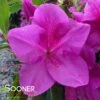 BLOOM-A-THON® LAVENDER AZALEA 2 BLOOM-A-THON® LAVENDER AZALEA -Greenscape Shop DETA2 2243