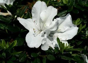 BLOOM-A-THON® WHITE AZALEA 4 BLOOM-A-THON® WHITE AZALEA - Image 2