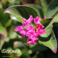 BERRY DAZZLE® CRAPEMYRTLE -Greenscape Shop DETA2 2259