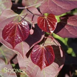 RUBY FALLS WEEPING REDBUD 11 RUBY FALLS WEEPING REDBUD -Greenscape Shop DETA2 2311
