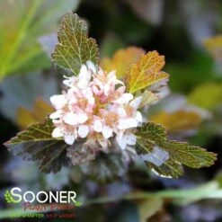 LITTLE DEVIL⢠NINEBARK