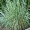 PRAIRIE BLUES LITTLE BLUESTEM -Greenscape Shop DETA2 2430