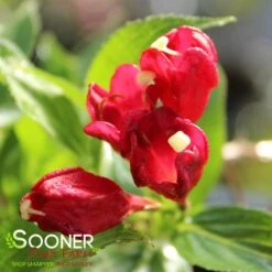 SONIC BLOOM® RED WEIGELA 7 SONIC BLOOM® RED WEIGELA -Greenscape Shop DETA2 2435