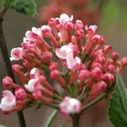SPICE GIRL® KOREAN SPICE VIBURNUM -Greenscape Shop DETA2 2439