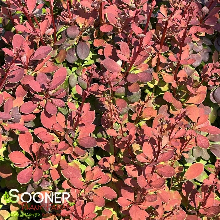 SUNJOY® CINNAMON BARBERRY 4 SUNJOY® CINNAMON BARBERRY - Image 2