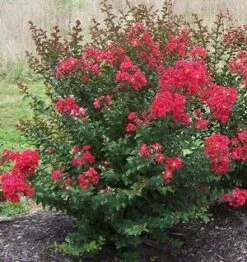 PRINCESS HOLLY ANN™ CRAPEMYRTLE -Greenscape Shop DETA2 2535