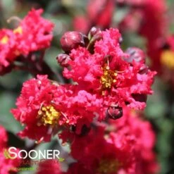 PRINCESS ZOEY™ CRAPEMYRTLE