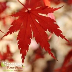 ARIADNE UPRIGHT JAPANESE MAPLE -Greenscape Shop DETA2 2564