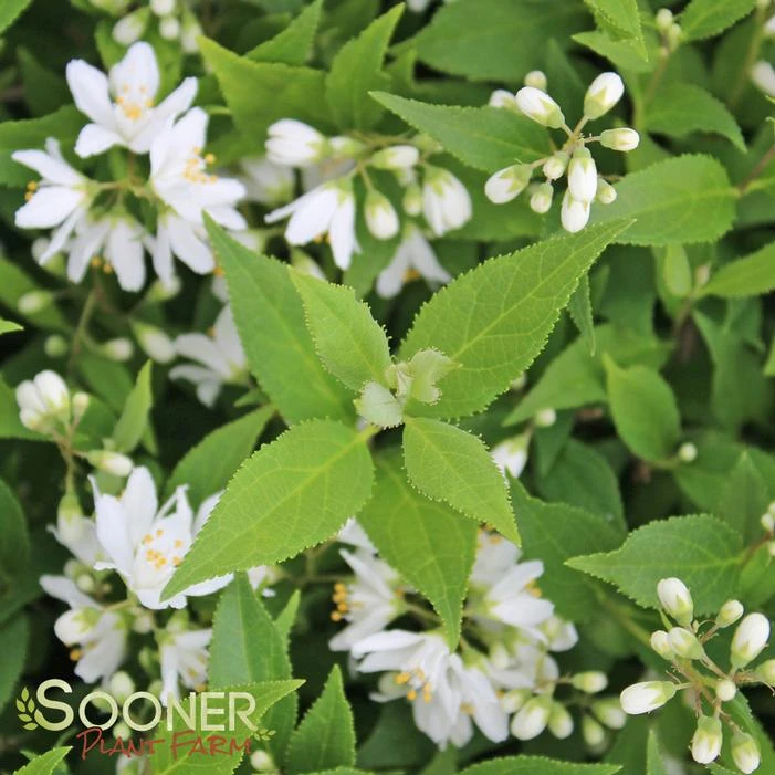 YUKI SNOWFLAKE® DEUTZIA 4 YUKI SNOWFLAKE® DEUTZIA - Image 2