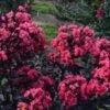 MIDNIGHT MAGIC™ CRAPEMYRTLE -Greenscape Shop DETA2 2671