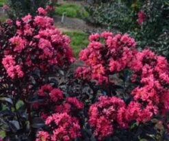 MIDNIGHT MAGIC⢠CRAPEMYRTLE