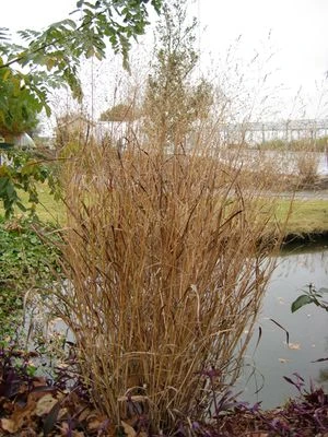 HEAVY METAL SWITCH GRASS 4 HEAVY METAL SWITCH GRASS - Image 2