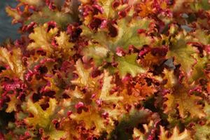 ZIPPER CORAL BELLS 4 ZIPPER CORAL BELLS - Image 2